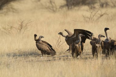 Etoşa Ulusal Parkı Namibya Afrika 'sında büyük gri akbaba (gyps fulvus)