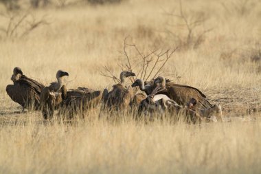 Kenya ulusal parkında bir grup kuş, vahşi doğa.