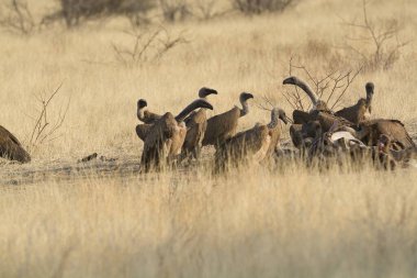 Çöldeki bir grup vahşi hayvan.