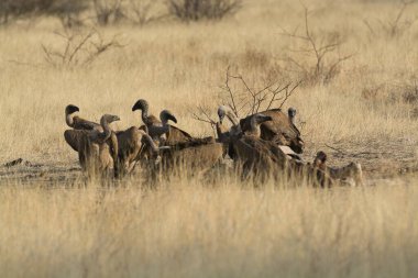 Kenya ulusal parkında bir grup kuş.