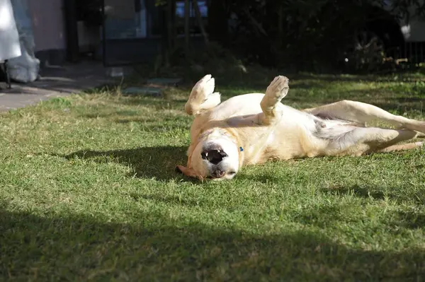 Sevimli mutlu köpek çimenlerde uzanıyor ve oynuyor.