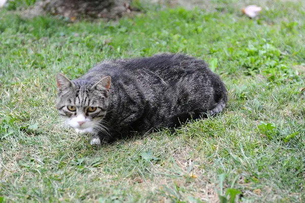 Kedi çimlerin üzerinde yatıyor.
