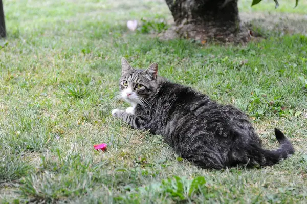 Çimlerin üzerindeki kedi