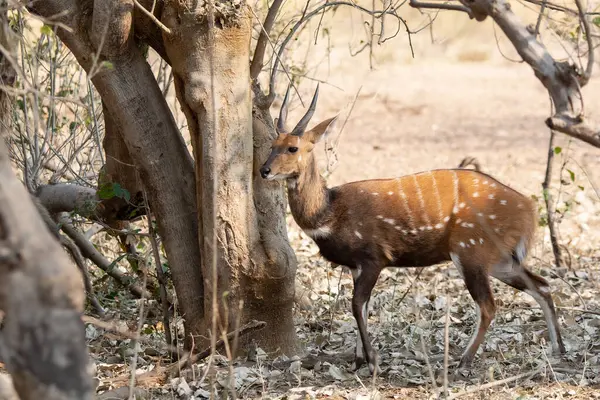Impala Antilobu Kruger Ulusal Parkı, Güney Afrika