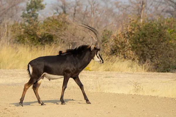 Siyah antilop (connochaus chatachaus) Afrika 'nın savanasının kumlarında duruyor.