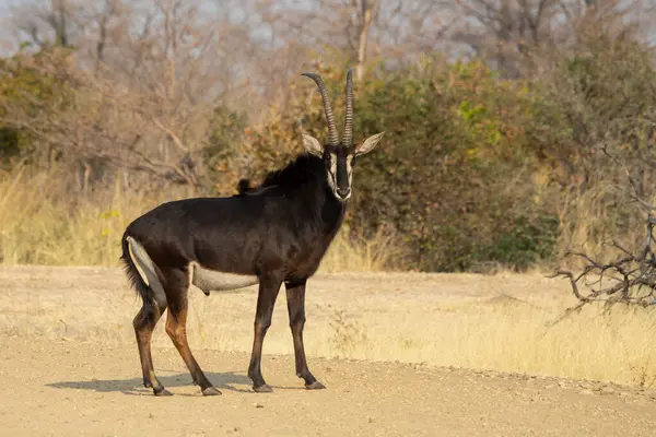 Afrika boğası Güney Afrika 'daki Kruger Park' taki su birikintisinde. ;