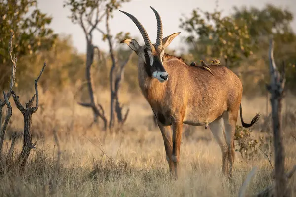 Erkek antilop yerde duruyor.