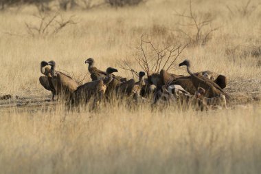 Afrika savanındaki vahşi devekuşu, Kenya