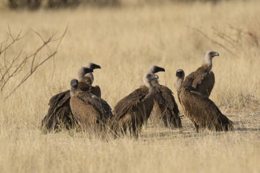 Doğadaki Afrikalı kuşlar.