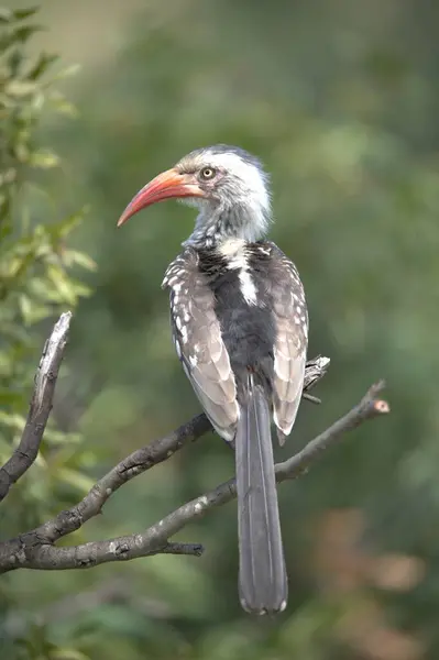 Doğu sarı gagalı boynuz gagalı - Vahşi Savannah Kuşu - Afrika Hayvanı