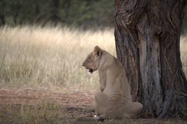 Kenya savanındaki aslan