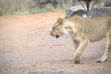 Güzel bir dişi aslan Kenya savanasında yürüyor.