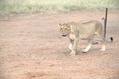 Aslan ın kruger national park, Güney Afrika