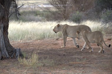 Güney Afrika 'daki Kruger Ulusal Parkı' nda aslan ve genç aslan..