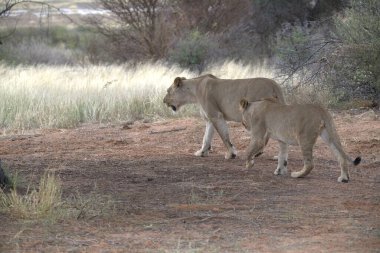 Kenya bozkırında dişi aslan.