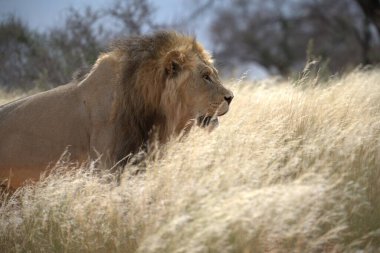 # Güzel aslan bozkırda #