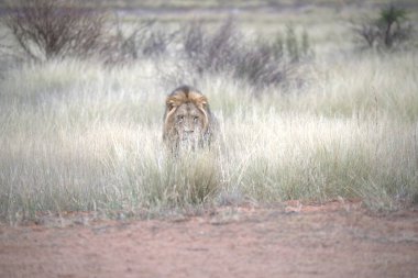 Aslan yolda yürüyor.