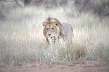 Vahşi Afrika 'daki aslan