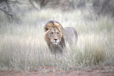 Kenya savanındaki aslan