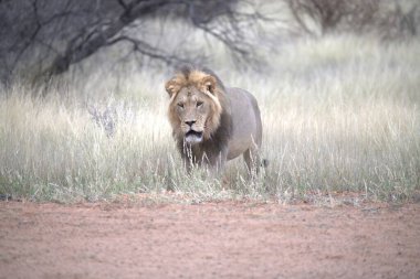 Kenya ulusal parkında aslan