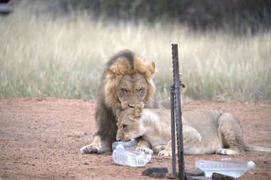 Afrika aslanı Kruger Ulusal Parkı, Güney Afrika.
