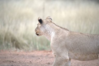 Kenya savanındaki aslan