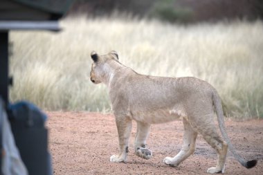 Bir dişi aslan bozkırda