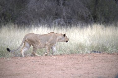 Aslan savanada yürüyor