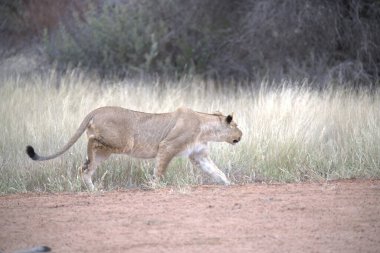 Afrika 'nın güneyindeki Kruger' da dişi aslan.