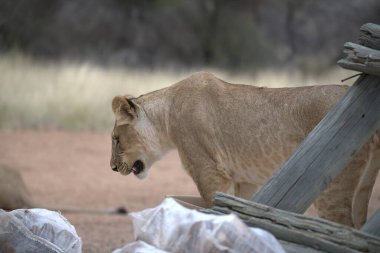 Hayvanat bahçesindeki bir aslanın yakın plan fotoğrafı.