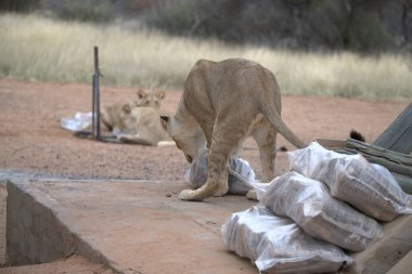 Namibya savanındaki aslanlar