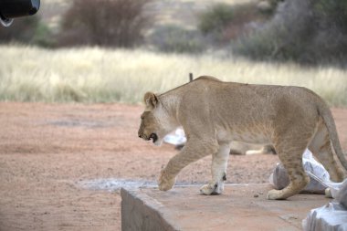 a beautiful shot of a lion