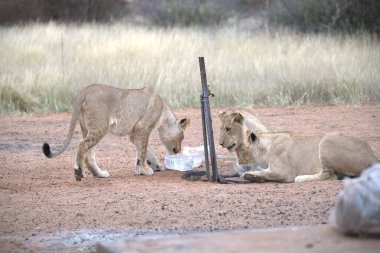 Bir grup vahşi kedi.