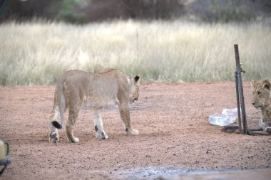 Hayvanat bahçesindeki çimlerin üzerinde dinlenen aslanlar..