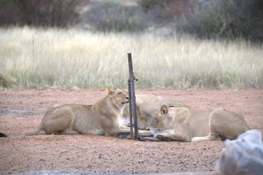 Güney Afrika 'da Kruger Ulusal Parkı' nda aslanlar var.