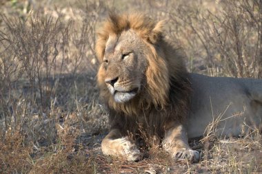 Savanadaki aslan erkek.