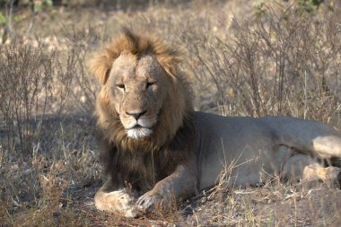 Afrika aslanı Kruger National park, Güney Afrika