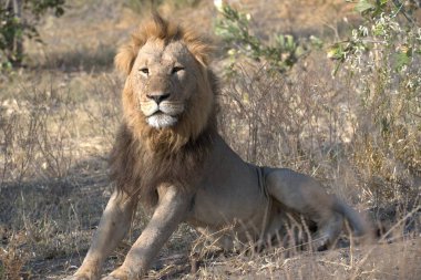 Kenya savanasında bir aslan.