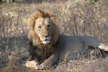 Hayvanat bahçesinde erkek aslan