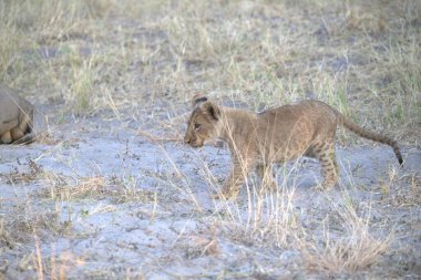 Savanadaki genç aslanlar