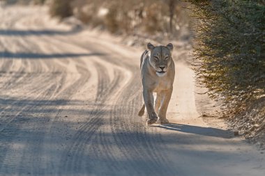 Aslan yolda koşuyor.