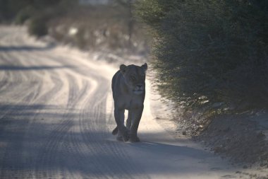 Kara kedi karda yürüyor.