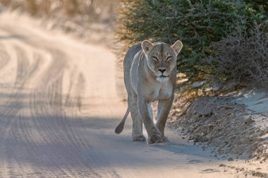 Afrika 'nın güneyindeki çölde yürüyen vahşi beyaz aslan..
