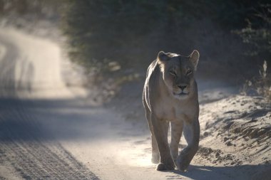 Aslan kumda yürüyor.