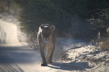 Güzel beyaz bir aslanın yakın çekimi.