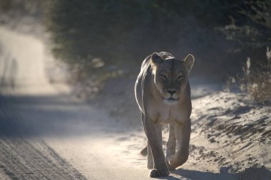 Güzel vahşi kedi çölde yolda