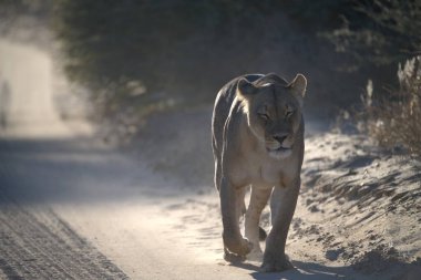 Vahşi Afrika aslanı karda yürüyor.