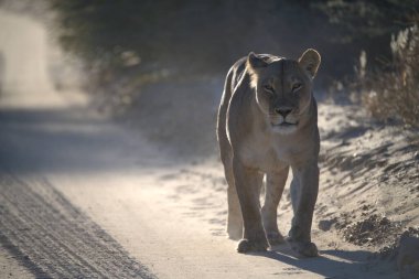 Aslan yolda yürüyor.