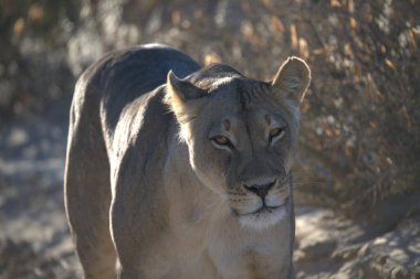 Hayvanat bahçesindeki vahşi hayvan