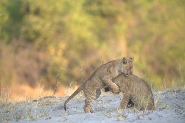 Anne ile oynarken aslan yavrusu